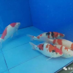 宠物鱼图片大全,缤纷色彩,畅游水族馆