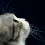 娱乐吃瓜君猫猫生日歌,萌宠欢唱,共庆猫界盛事