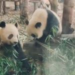 娱乐吃瓜熊猫视频在线观看,在线观看,笑料连连
